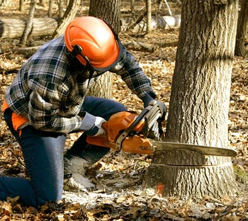 Tree Removal in East Berkshire, VT